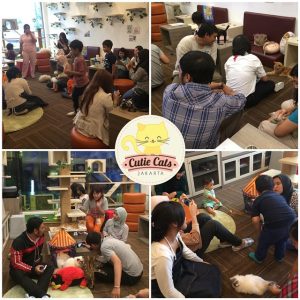 Cutie Cats Cafe